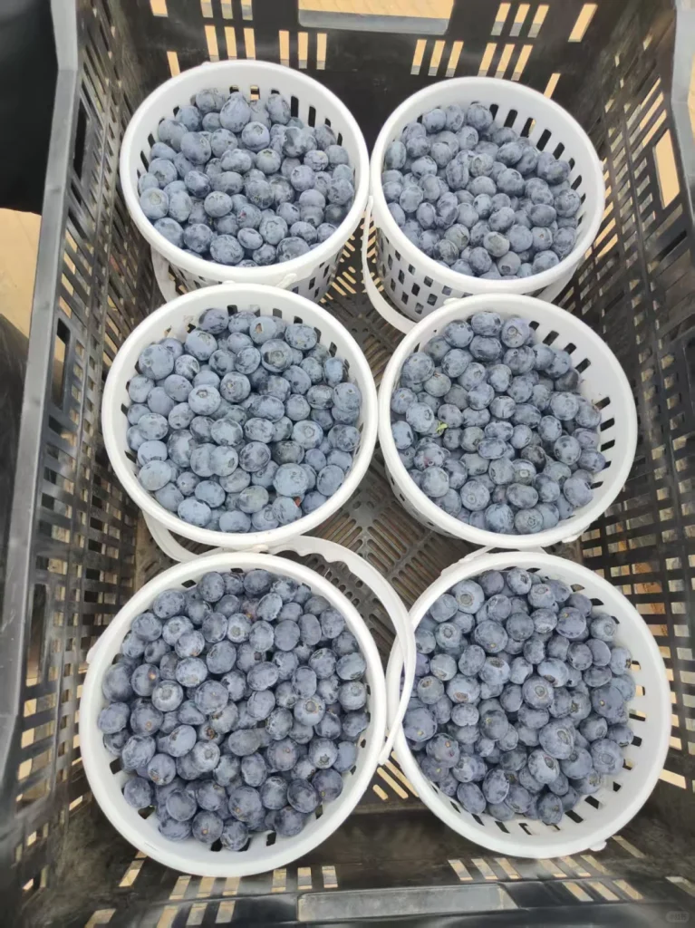 1040g3k031n4icj1c58405q63fdj6hu09nv20o80nd dft wlteh webp 3.webp