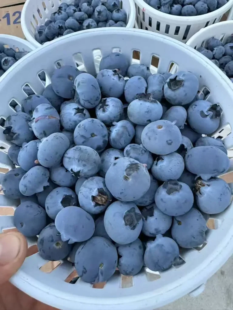 1040g3k831n4icivllmd05q63fdj6hu09fk1ocegnd dft wlteh webp 3.webp